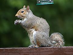 Eastern Gray Squirrel